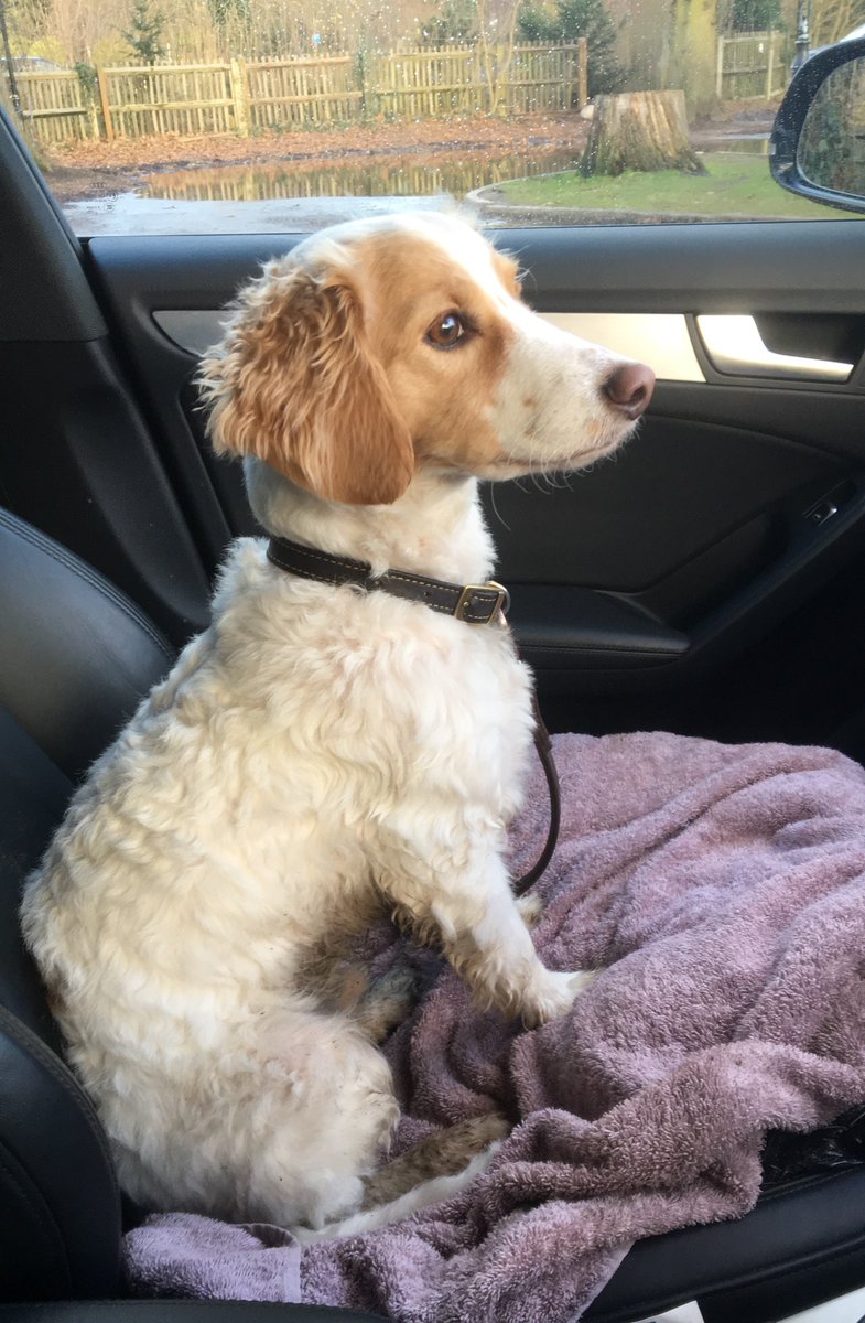 TheInhouseWay's tweet photo. After a muddy walk early this morning, it was time to head to work with our gorgeous office dog Rocco #LoveYourPetDay https://t.co/g0CcTGX97H