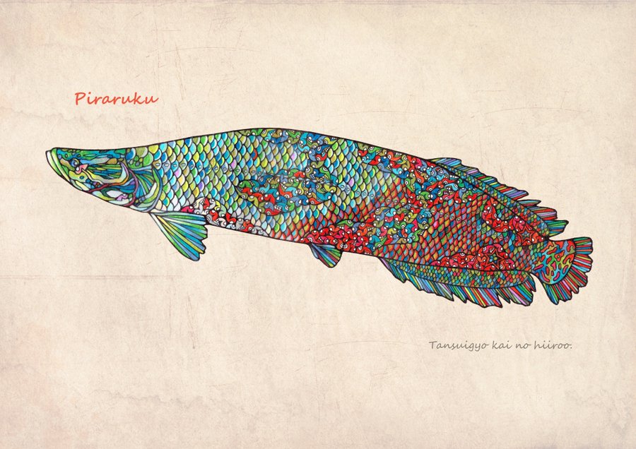 Niboshi のnamikoさんが描く魚の絵 山本学習塾 三重県多気町の学習塾 進学塾 Stem教育
