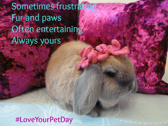 WidgeWatch's tweet photo. Love your pet #LoveYourPetDay #TuesdayThoughts #rabbit https://t.co/omYggD2SEB