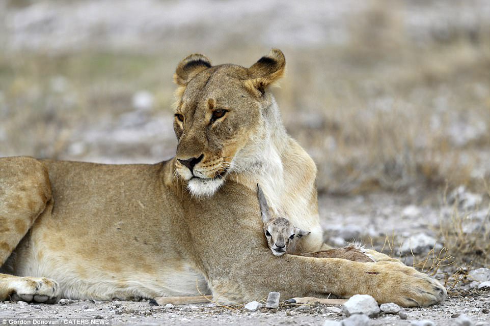 Manda_like_wine's tweet photo. Everything is terrible aside from this lioness who adopted a lost baby springbok after her cubs were killed by a male lion. https://t.co/rrdr2Qbjqr