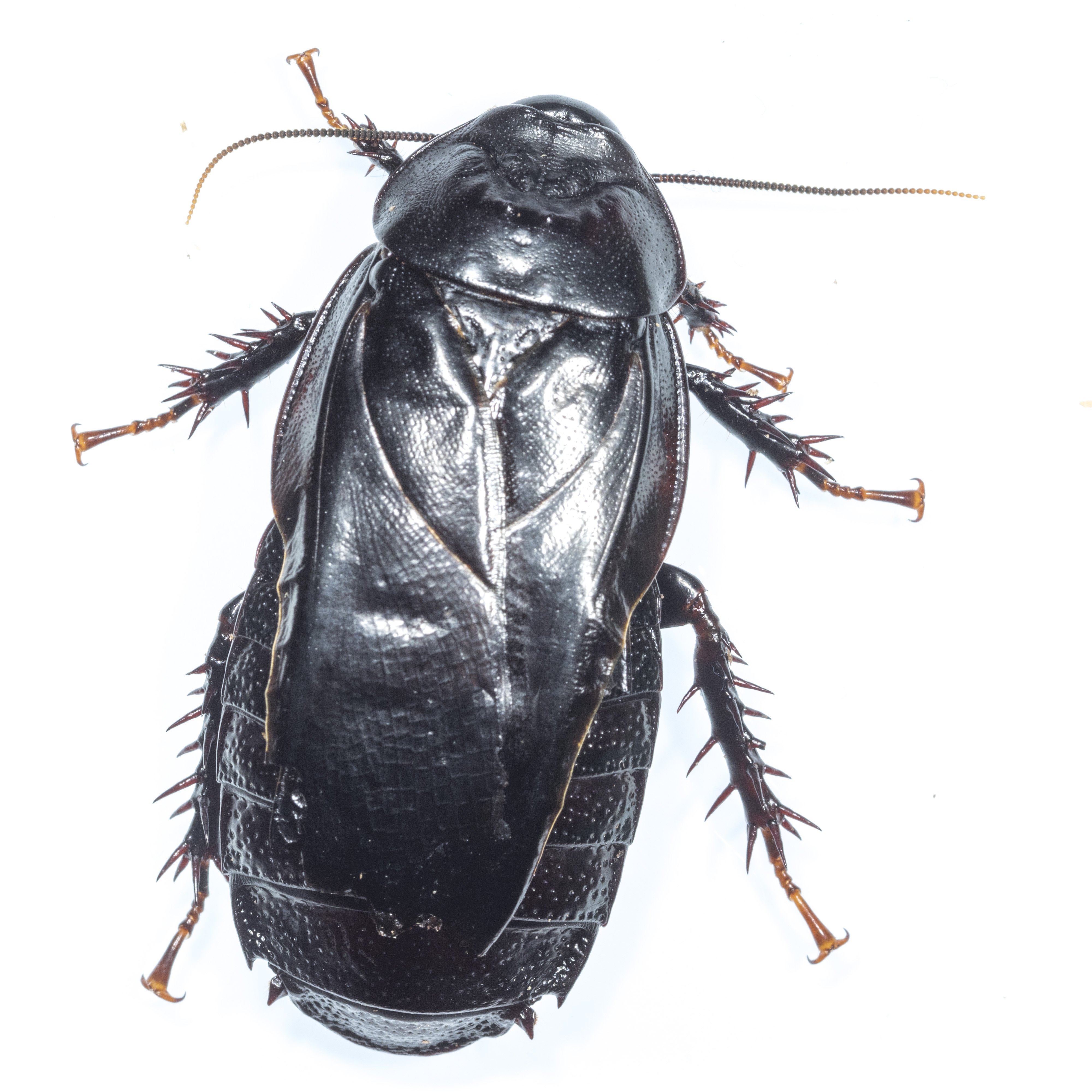 ラオス中部の蟲喰ロトワ むしくろとわ Byおいしい昆虫生活 オオゴキブリは在来種の中でもかなりかっこいい虫だと思う 家屋性ゴキブリとは一線を画すゴツさと落ち着きのかっこよさ トゲトゲしていてもパンクな攻撃性はみせない鉄瓶のような品の良さが