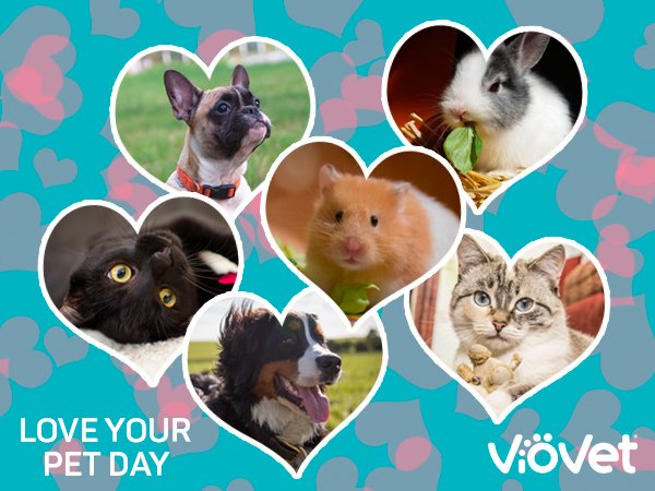 VioVetEquine's tweet photo. It's 'National Love your Pet Day' and we're celebrating #pets &amp; horses everywhere! Share your pics and tell us what you most love about your furry/feathered friend! https://t.co/y16b6PE6vV https://t.co/kW8deESNRb