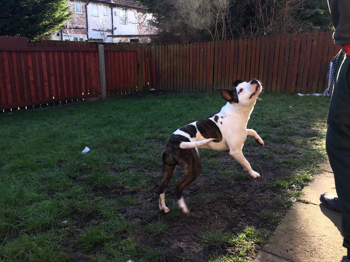 vivamagazines's tweet photo. The Dog Rescuers are back with Mitzy and Deano from Lancashire TONIGHT (Tuesday 20 February) 8pm on Channel 5 @RSPCA_official @channel5_tv @LeanneRSPCA #Darwen #Altham #findapet https://t.co/XhTnO8dyHC https://t.co/J6vnjrttpL