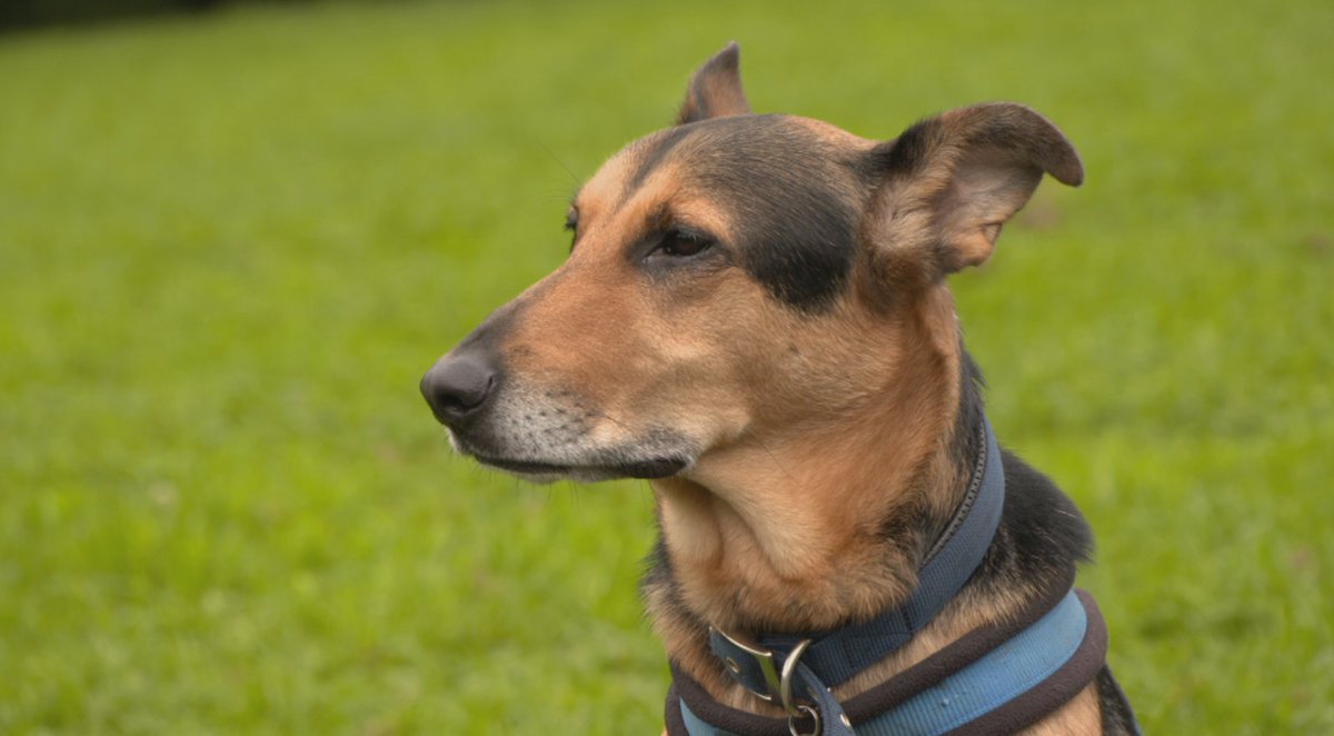 vivamagazines's tweet photo. The Dog Rescuers are back with Mitzy and Deano from Lancashire TONIGHT (Tuesday 20 February) 8pm on Channel 5 @RSPCA_official @channel5_tv @LeanneRSPCA #Darwen #Altham #findapet https://t.co/XhTnO8dyHC https://t.co/J6vnjrttpL