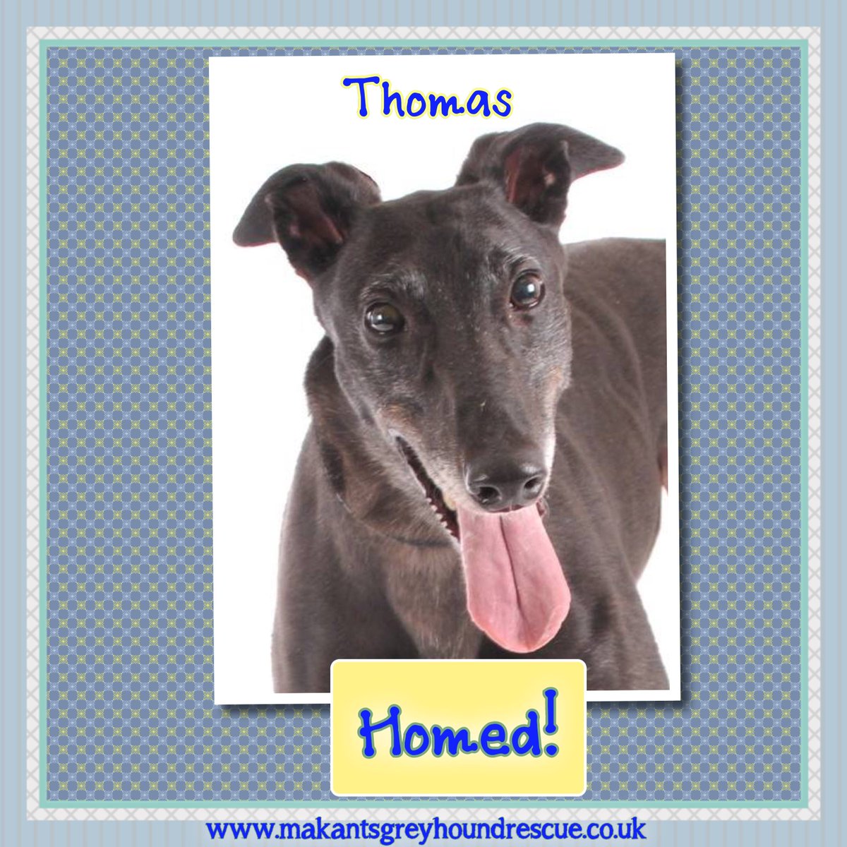 Thomas has been homed !

This lad went out on #foster late last year and never came back - good work lad! Of course this now means his Mum, Angela, is a fully paid up member of the ever growing 'failed fosterers club'. 

Thomas is now living in #LittleHulton and #lovingit !!