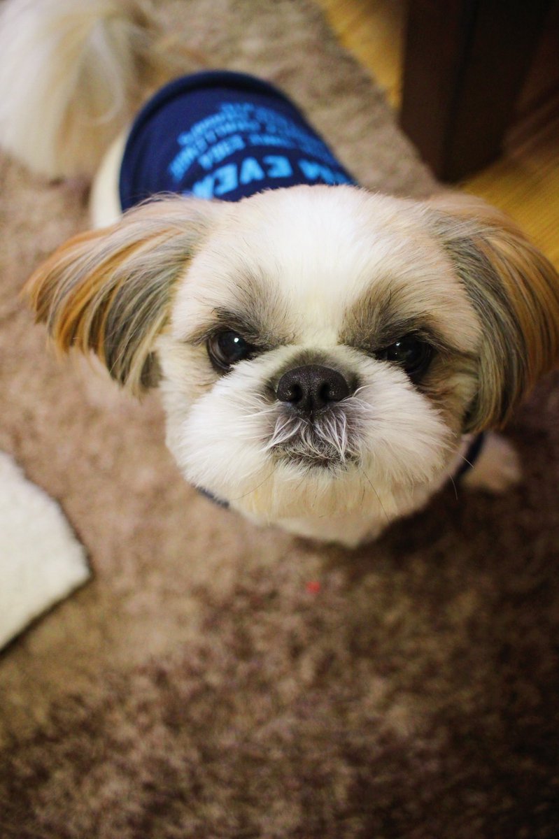 シーズーおもち