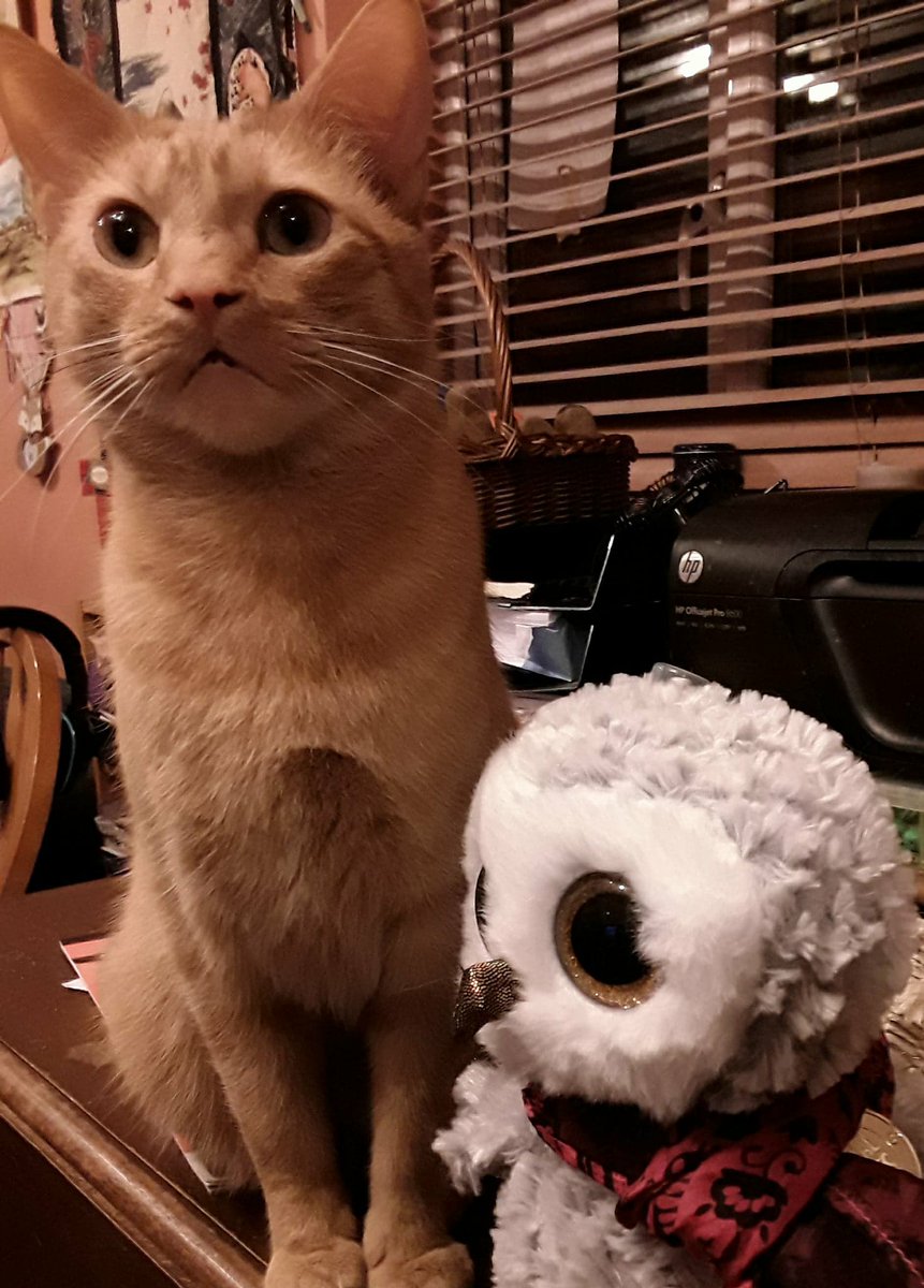 Wattonlib's tweet image. As today is #NationalPetDay Libby visited Auntie G to see some of her pets.  She meet Taz a very proud ginger cat.  He was lovely and purred at her.  Libby has no idea how to look after a pet but she is now looking at our collection of animal care books ow.ly/6Q3A30iueyw