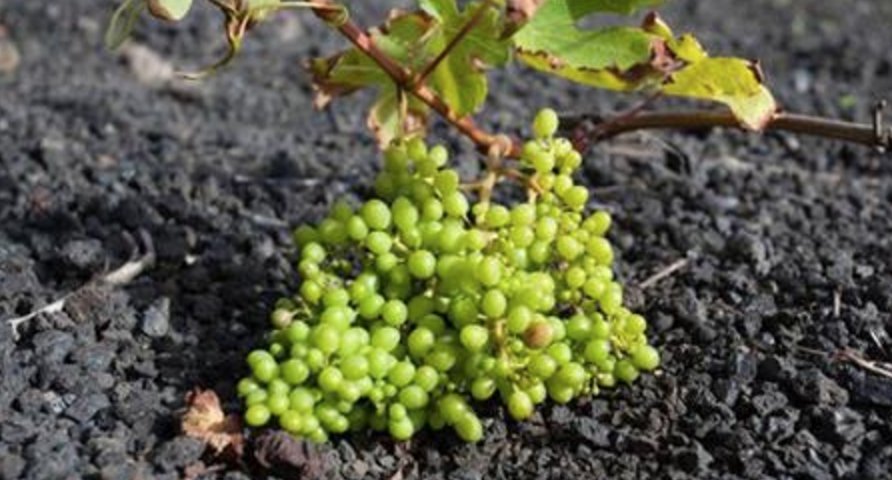 #TransformationTuesday Why Volcanic Wine Is Becoming A Hot Topic bit.ly/2BEeAYo The center of our planet— for the #weekend #Luxuryliving #Folliers #Evangelist #eVINgelist  #WineMakers #WinesofPortugal #WineTime #WineLife Get in touch iimpact.tv