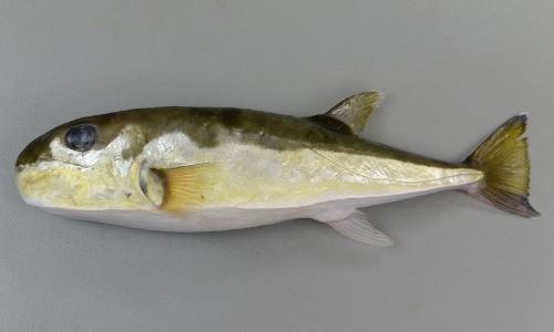 毒なしのフグ サバフグって知ってる そっくりで毒のあるドクサバフグとの見分け方 捌き方をご紹介