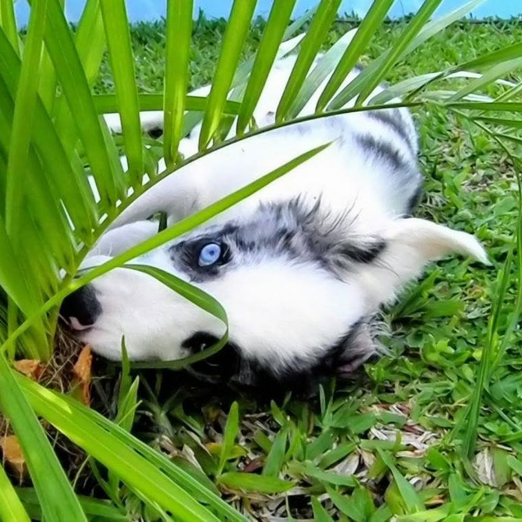 Márcio Sabedotti 🇧🇷 tweet media