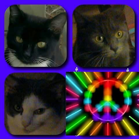 SwangerAnne's tweet photo. #LoveYourPetDay my cats Hope, Alex and Tiny :) https://t.co/0Kjje6L0LI