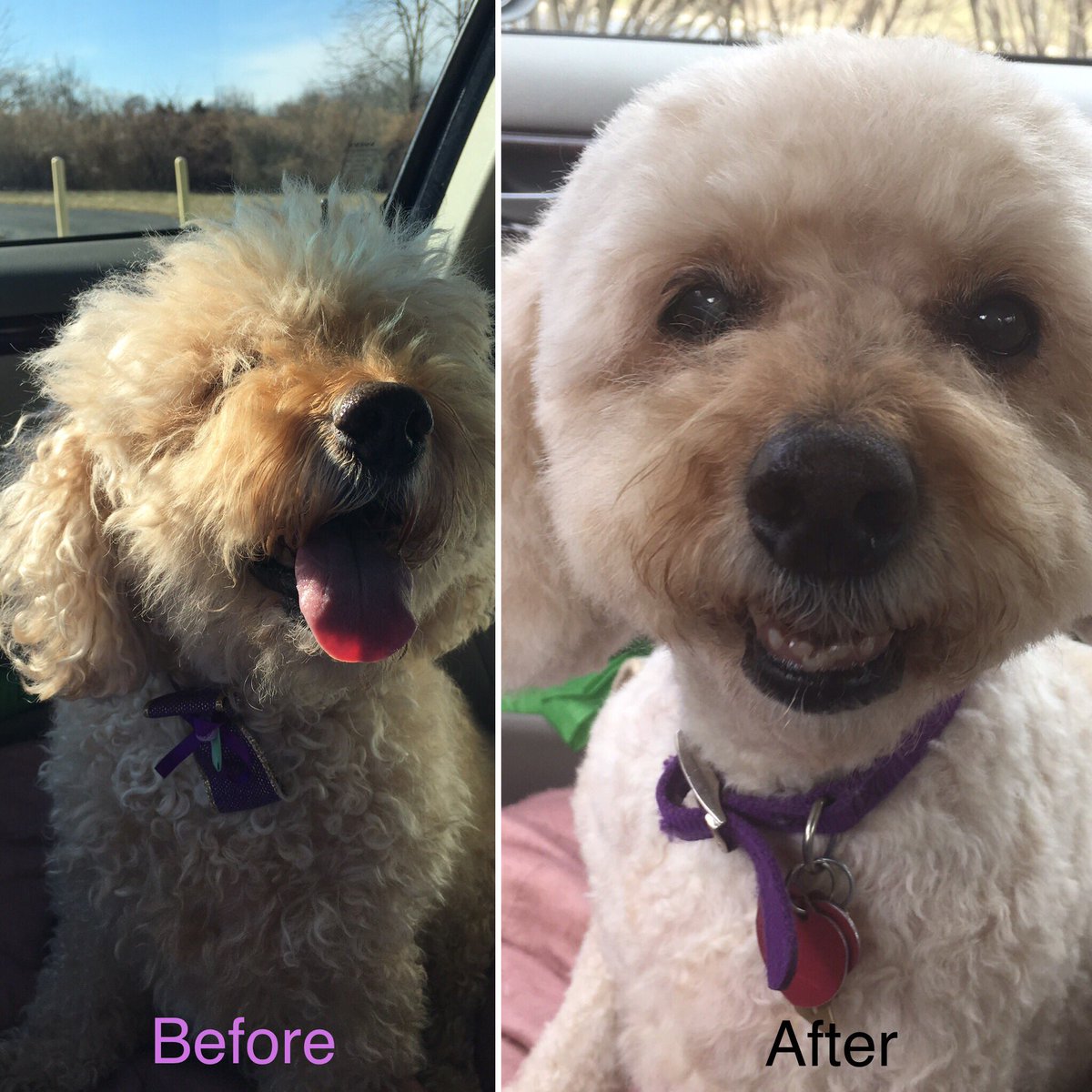 ctimari_cece's tweet photo. Oh my was it time for a #haircut - #TongueOutTuesday #cockerpoo #dogsoftwitter #cutedogs #CutestPet #dogsarefamily #doglovers #BoneAndYarn #dogcelebration @dogcelebration @dogandpuplovers https://t.co/bBnS824IsC