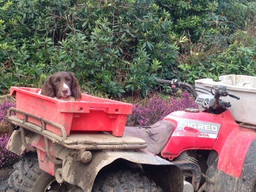 Lots of outside jobs being done at Orroland Lodge in the sunny weather. Some helpers more useful than others. I think Billy got a bit bored! plus.google.com/+OrrolandHolid…