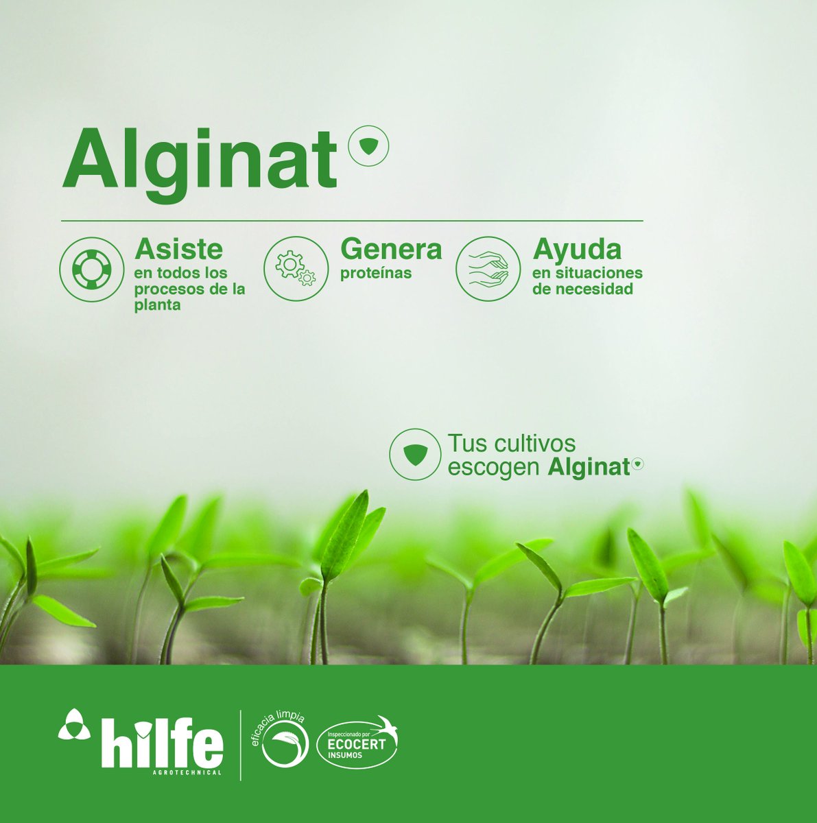 HilfeAgro's tweet photo. ¿Ya conoces #Alginat? Nuestro producto #nutricional de #líneaverde asiste a la #planta para que ella, por sí sola, genere sus propias vías de desarrollo y su propio #aminograma. #Asiste #Genera #Ayuda #TusCultivosEscogenAlginat #NosGustaSerAsí https://t.co/T2GsTq50BN https://t.co/OgerQe4Y2k