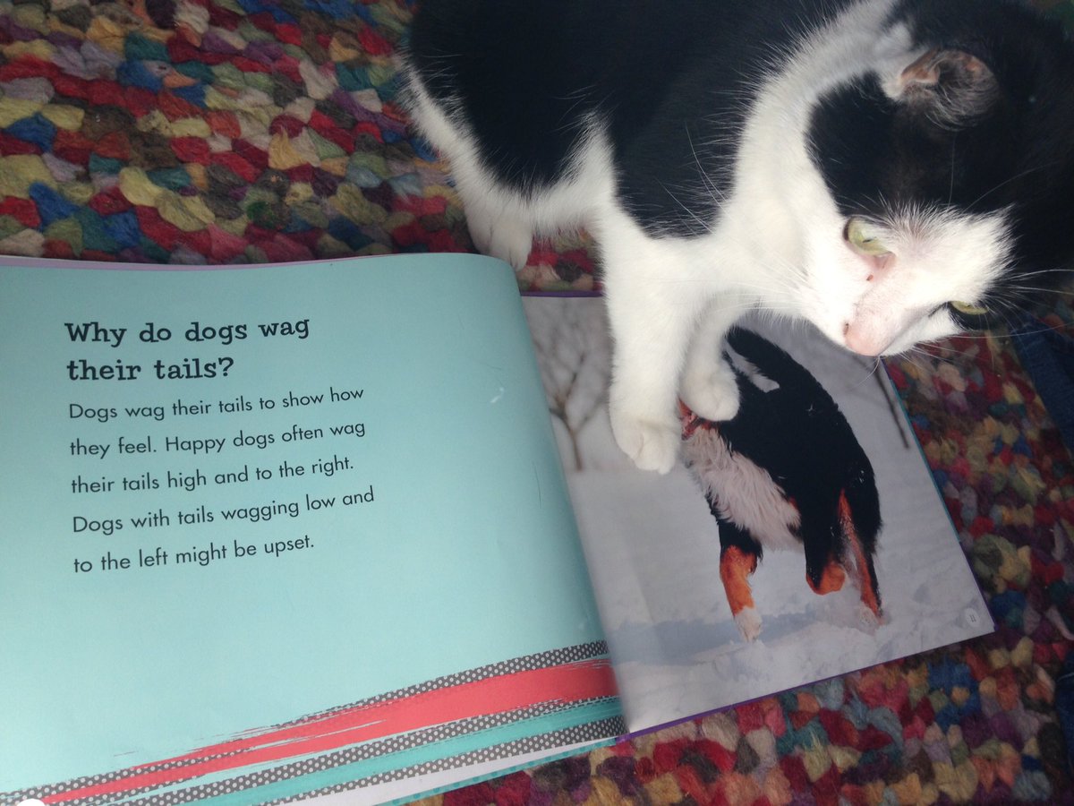 Milo does not approve of our library books selection this week, his tail is also wagging but he doesn't seem happy 😂 @STHLibraries #library #dogsoftwitter #CatsOfTwitter #childrensbooks