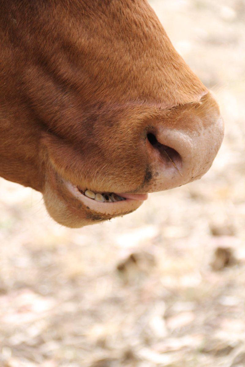 msav64's tweet photo. @Highland_Cows Tongue out #coosday just!!!
#shy #firstdatenerves https://t.co/734AhqeNxs