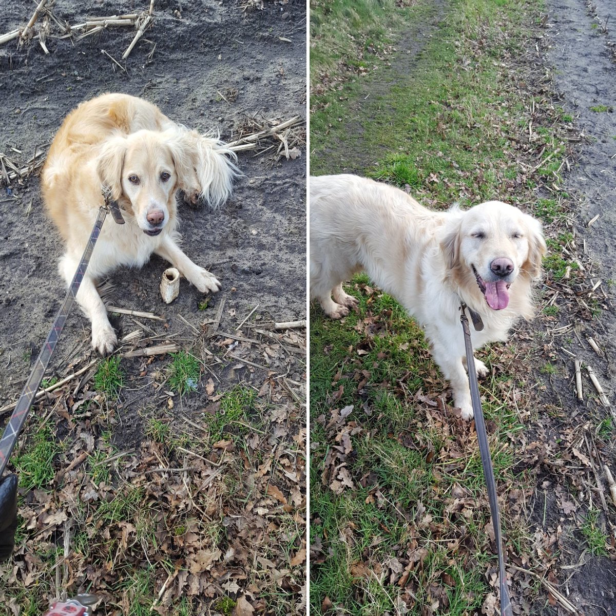 allaboutpetsuk's tweet photo. Meet Oliver &amp; Scarlet who have joined us from today 🐾🐕❤ Scarlet has found a bone on our walk ☠ https://t.co/cqE7fuBv5g