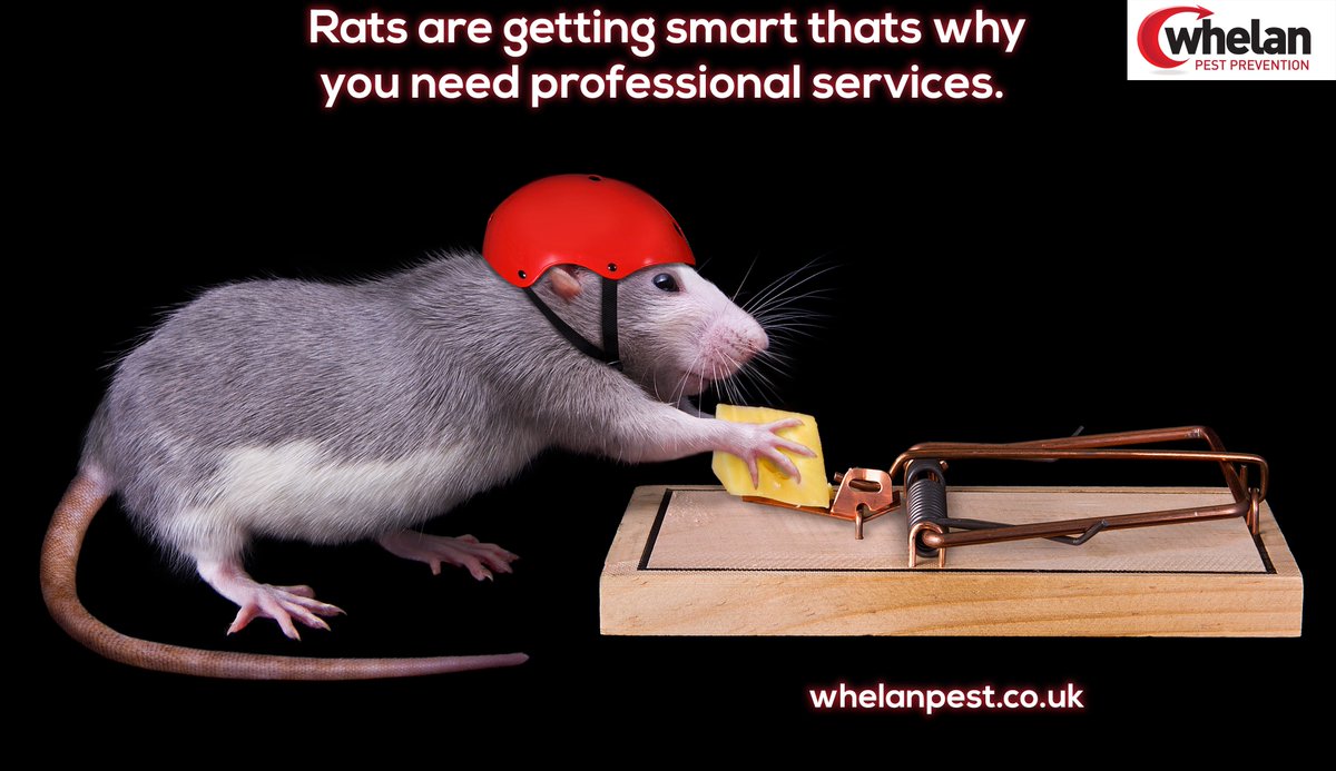 Complete Pest Control Service in #Hertfordshire