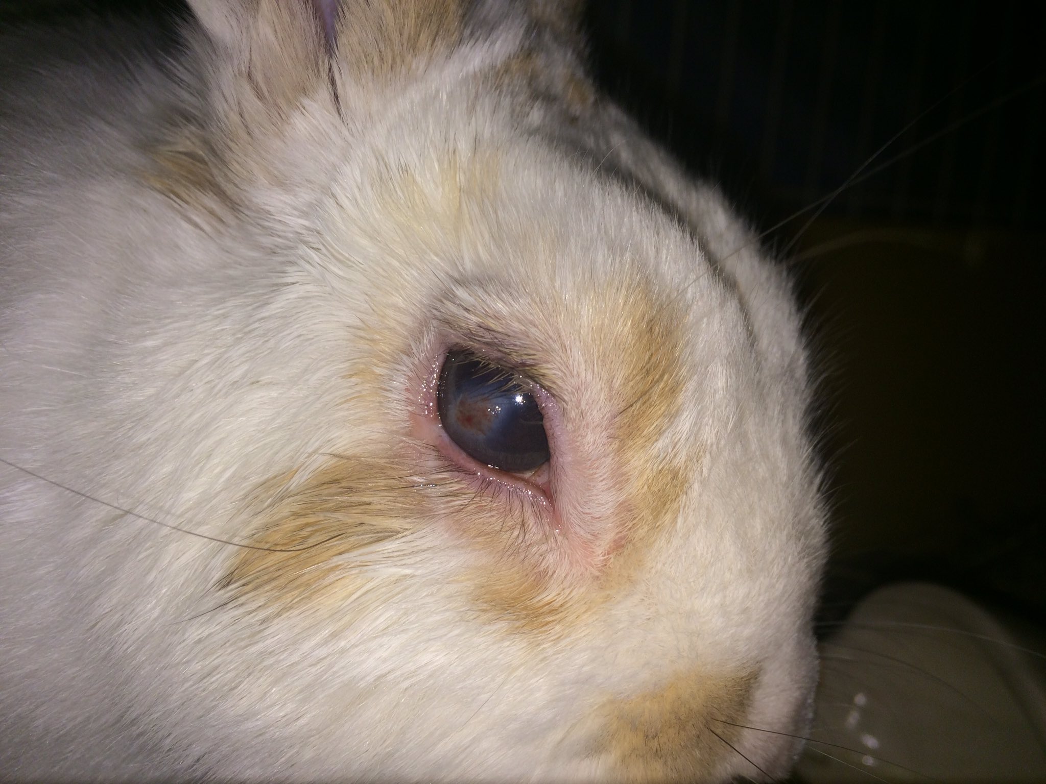 なまけうさぎ على تويتر 去勢手術直後と現在のポムくんの右眼比較 直後は血管が張っていた感じでしたが 今は手術前と同じぐらいに落ち着いてきました 食欲と元気もいつも通りです うさぎ ポムくん トライアル待ち 角膜炎