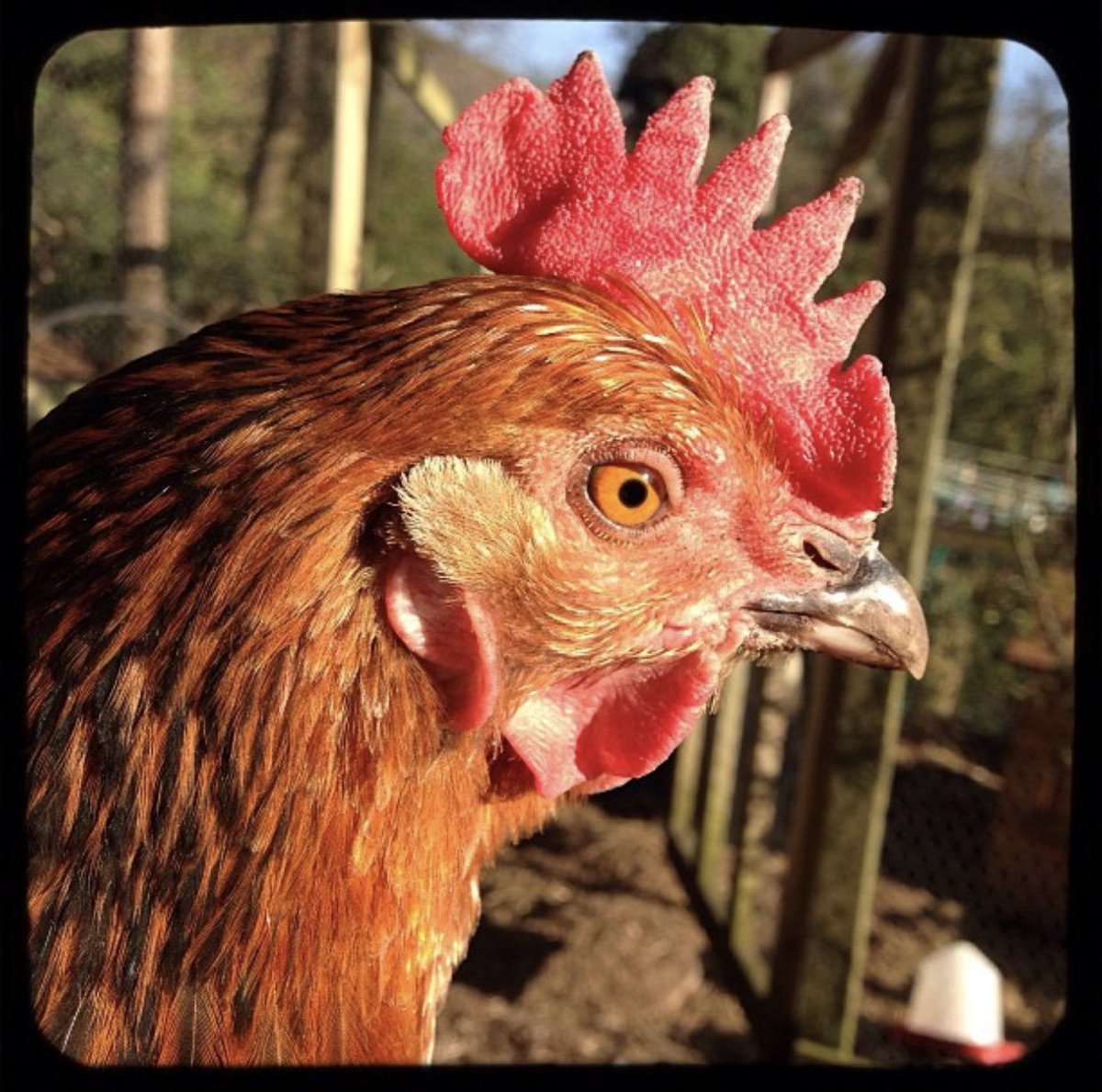 VOGCouncil's tweet photo. It's #LoveYourPetDay - We'd love to see photos of your pets enjoying the Vale of Glamorgan! https://t.co/Wx9KB2uz9g https://t.co/ShCf41jJfv