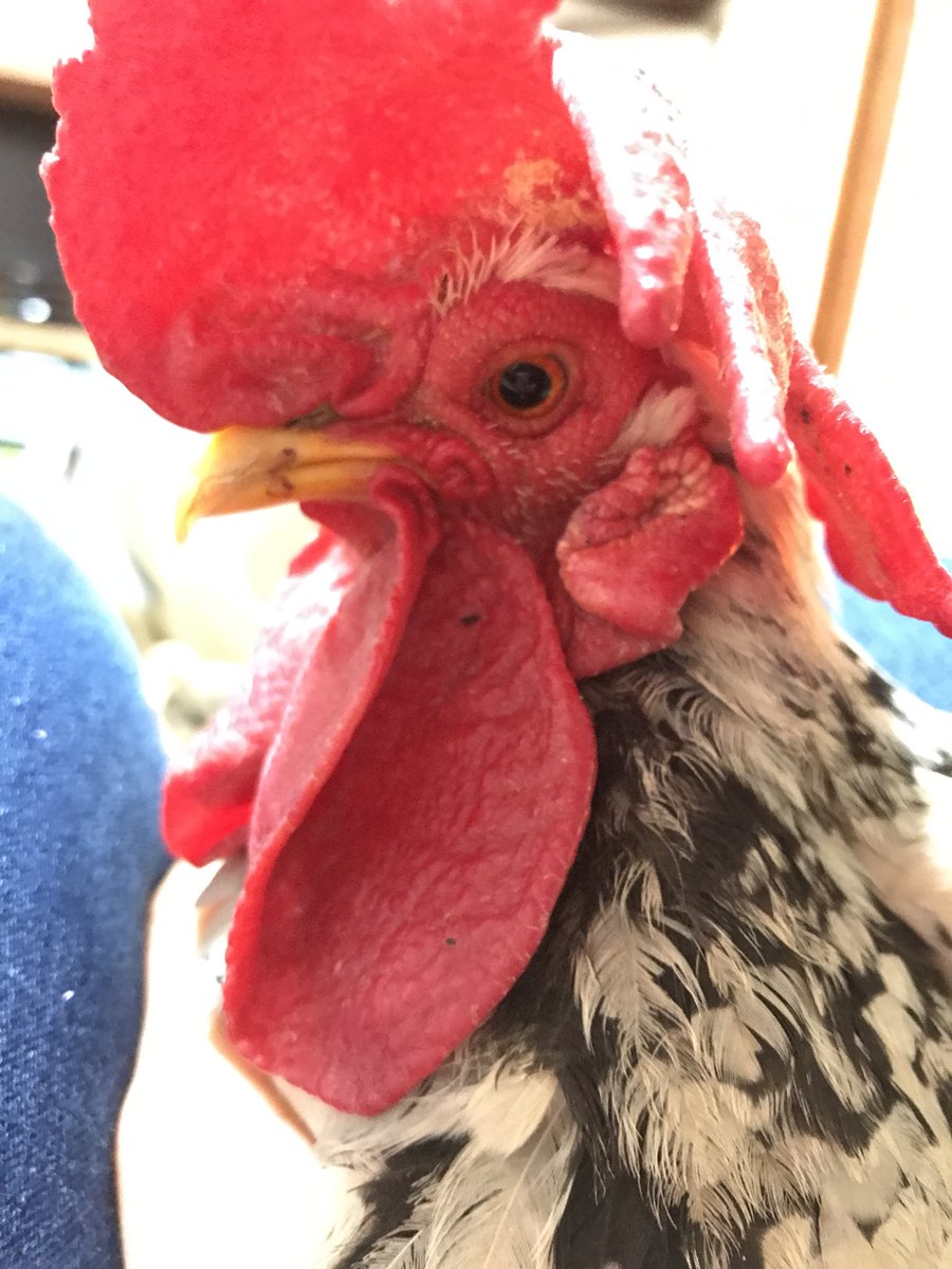 なぜかとてもイライラしてるニコちゃん
ずっとワンちゃん達に喧嘩売ってる🤜
だから怪我まみれ。