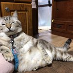 初めての注射から立ち上がれなくなった猫…ドクターから言われた衝撃の診断とは…!