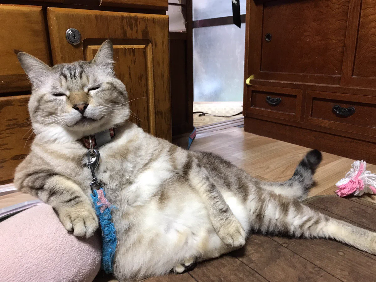 初めての注射から立ち上がれなくなった猫…ドクターから言われた衝撃の診断とは…！