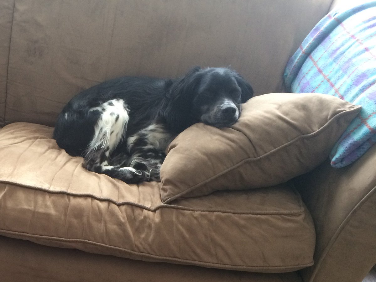 DogWatchTC's tweet image. What do you mean we have to get up?