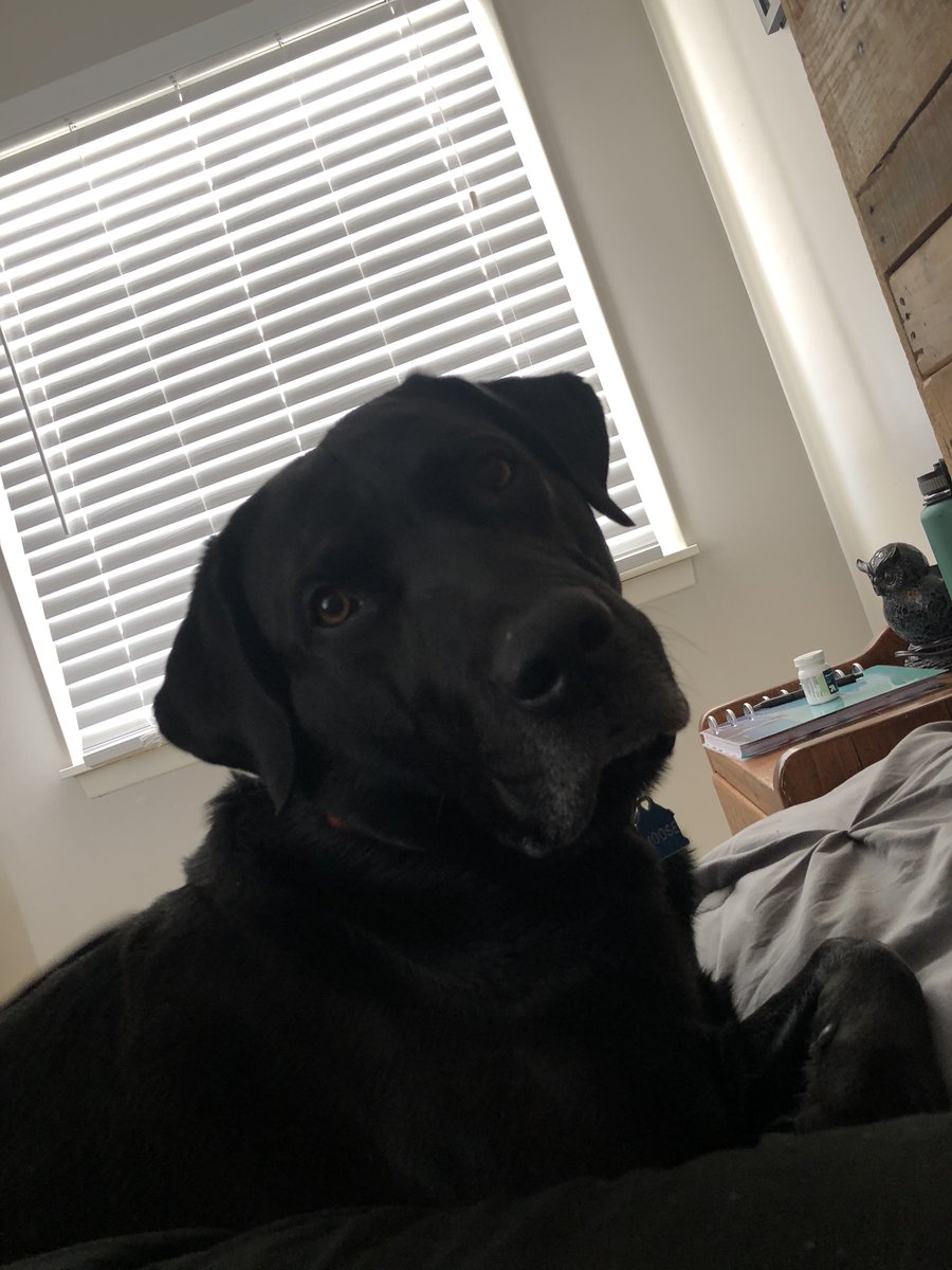 DogWatchTC's tweet image. What do you mean we have to get up?