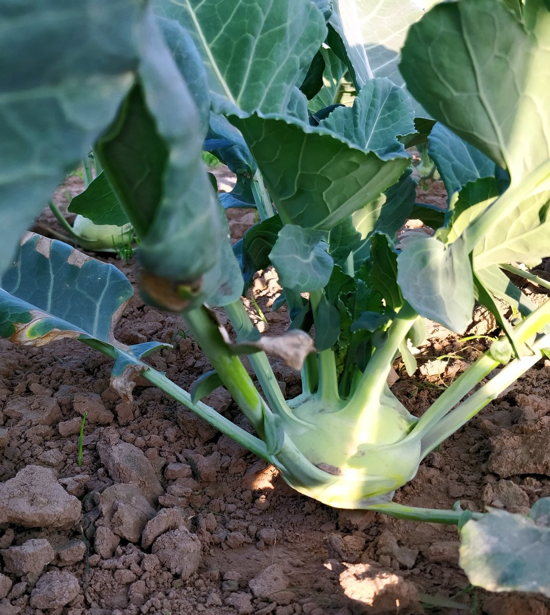 allthatgrows0's tweet photo. Grown Khol Rabi, straight from AllThatGrows' farms! It is a rich source of iron and B-Complex Vitamins. Get your own Khob Rabi seeds here - https://t.co/SMJKw9gCl4 #Tuesday #TuesdayMood #Agriculture #Nature https://t.co/wyT0frgaYh