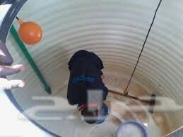 شركة غسيل خزانات ٠٥٣٨٥٤٨٠٥٢ المنطقة الشرقية 
وتنظيف خزانات مع التعقيم وتطهير 
غسيل مجالس و كنب وسجاد وستايل وموكت وجميع انواع 
وتنظيف شقق وفلل وقصور عمائر وأبراج  
ونقل عفش مع الفك وتركيب وتغليف 
مكافحة الحشرات النمل الأبيض و الصراصير 
وتنظيف وجهات ٠٥٤١٦٤١٨٣٧