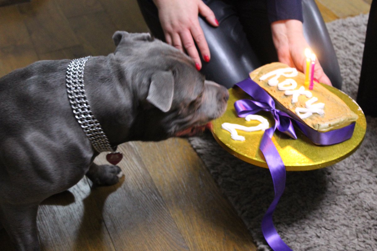 BlueStaffieRoxy's tweet photo. Celebrating my Special Day 🎉🎂#StaffordshireBullTerrier @dogcelebration @Staffie_Lovers @SoppyStaffiesUK #birthdaygirl https://t.co/PYT2xMJMxs