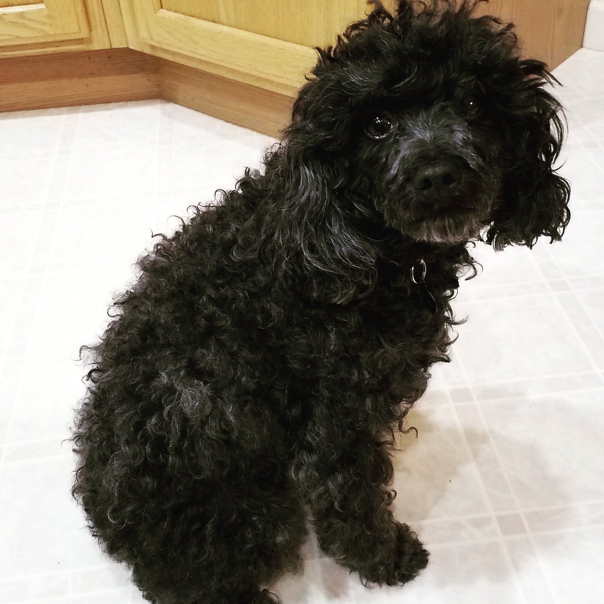 dbell64512849's tweet photo. I love Myla's unconditional love, the way she talks to us &amp; her excitment to see us when we come home ❤
#LoveYourPetDay #mycuddlebug https://t.co/YzVBPezfvz