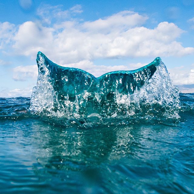casafras_h2o's tweet photo. There's a million fish in the sea, but I'm a Mermaid... So excited with todays swim. I would like to thank #the2tails and all of the mermaids that have come out to play. More water time is what I need. #casafras_h2o #mauimermaids #mauiadventures https://t.co/MRQpjXW7AQ