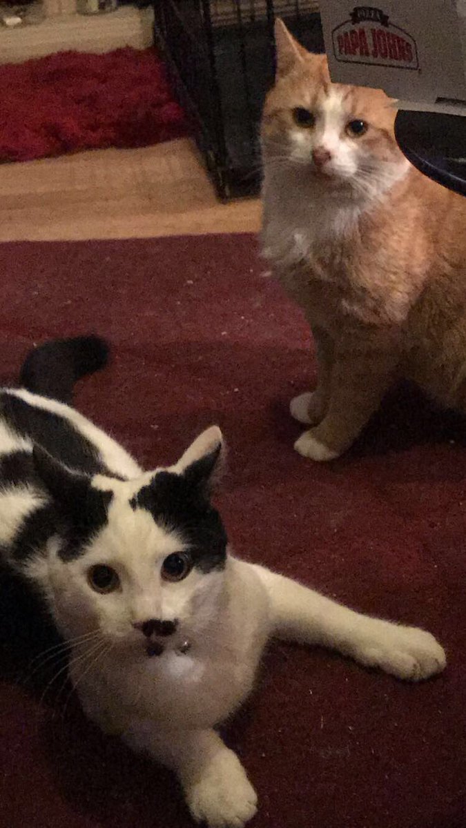 NonConcentric's tweet image. #LoveYourPetDay