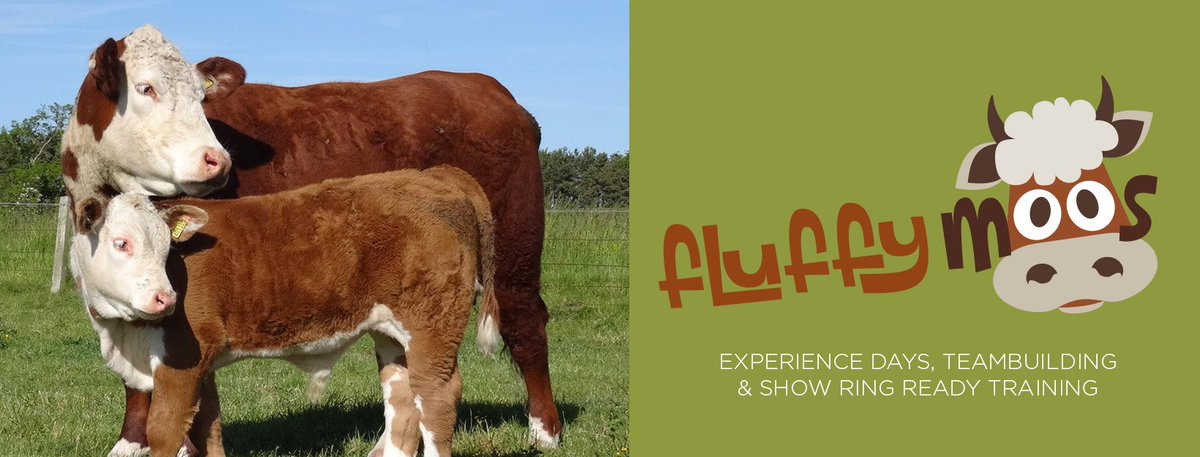 There are all sorts of ways you can utilise your assets for a #farmdiversification project. Read our case study of the inspiring and quirky LEADER-funded @Fluffy_Moos ruralnetwork.scot/case-studies/f…