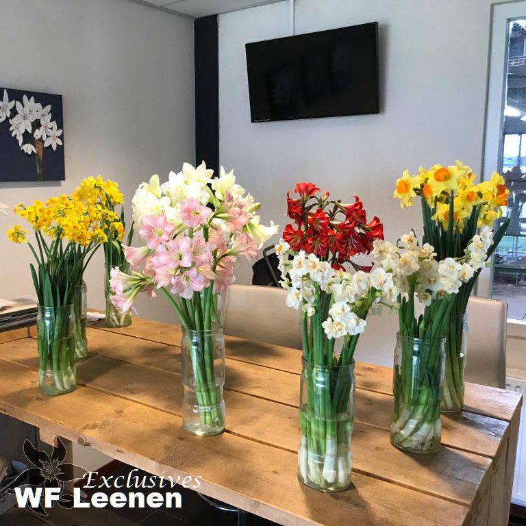 NU bij Robs grote tuinverbouwing gebruikt Rob een mix van de mooie narcissensoorten van Summerflowers kweker <a href="/wfleenen/">WF LEENEN</a> .
Kortom, een uitzending om niet te missen. Schakel nu in op SBS6 en mis geen minuut.