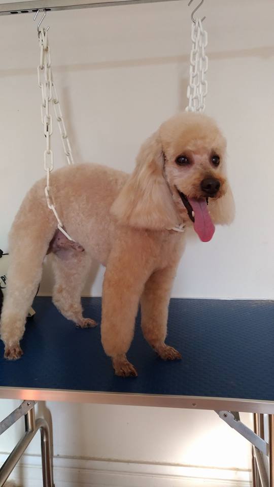 Reve De Chien Carol92400 Twitter