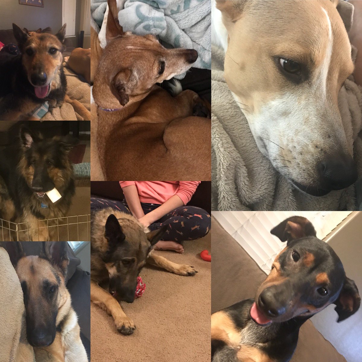Larry_Stetz's tweet photo. It’s national #LoveYourPetDay & in this house, we have lots of love to give to our pack! Call us crazy - we’re suckers for a dog in need w/a story, but we wouldn’t want it any other way. #TheStetzPack #Koda #Kilo #JerryLee #Rusty #Lola #Asher #Stark #AdoptDontShop #RescueDogs https://t.co/NTJg3a47XO