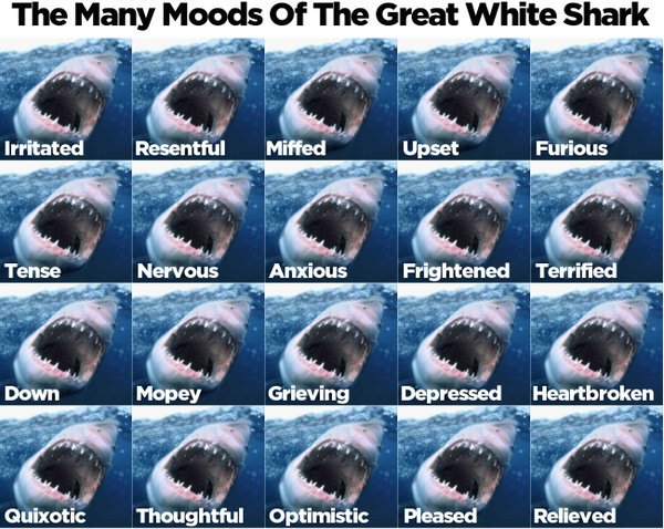 Katharine The Shark tweet media