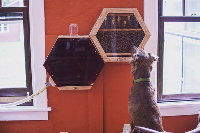 All you need to know about this new indoor beehive product is the name: <a href="/_BEEcosystem_/">BEEcosystem</a>. You had me at hello. boredpanda.com/indoors-outdoo…