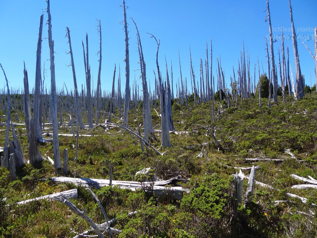 chilean_plants's tweet photo. ♒️#Fitzroya cupressoides♒️IUCN EN
"Lahuán, Alerce, Patagonian cypress" #floradeChile
Life and death/Vida y muerte
In Cordillera Pelada
#Cupressaceae https://t.co/9RNBIU2cNE