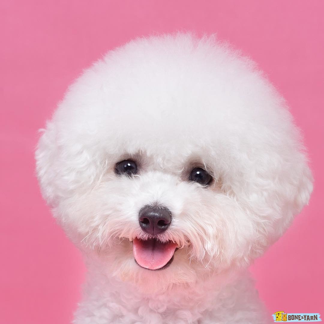 BoneAndYarn's tweet photo. Look into my eyes... Don't I look cute and...And #adorable? Now give me tuna :) #BoneAndYarn #Dog #Dogs https://t.co/pXM7mDBNTM