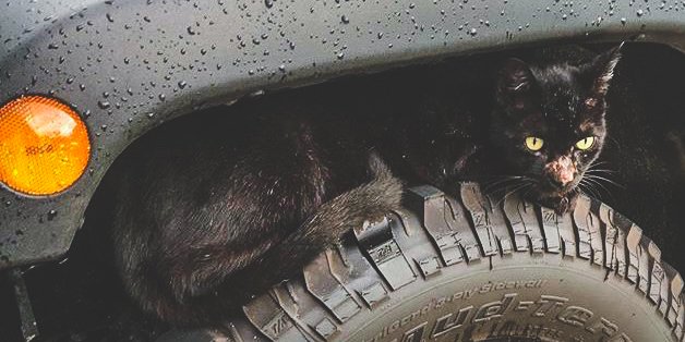 Jeep's tweet photo. All pets make great co-pilots. #LoveYourPetDay https://t.co/5RWOG8e5GQ