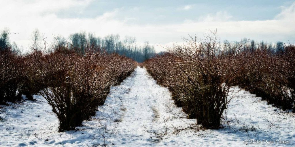 Winter Blueberry Bushes