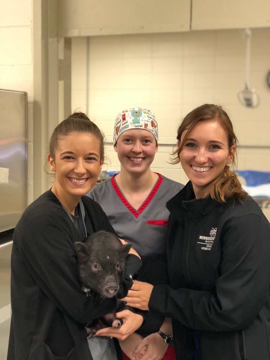 MSUShelterMed's tweet photo. This little piggy went to the... mobile unit to get spayed! Shelter Medicine is more than just cats and dogs! #ShelterMed #CVS #MSUCVM https://t.co/k8e9vYhENK