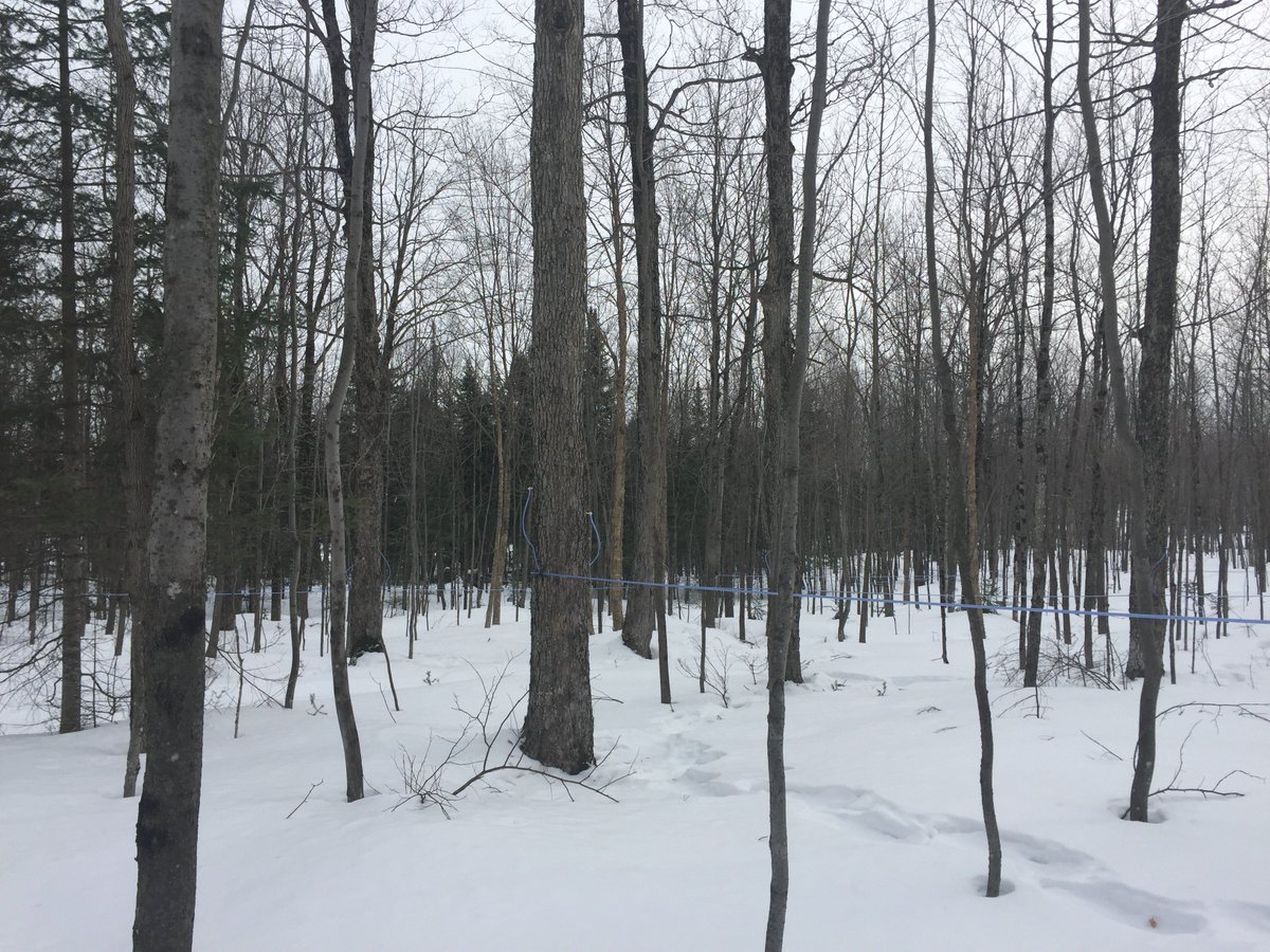Plus que quelques jours (voire quelques heures!) avant le début du #tempsdessucres. Il y a de la fébrilité dans l'air à la <a href="/CabaneasucreQc/">Le Bon Sirop d'Érable du Québec</a>! #lebonsiropderable #casentleprintemps