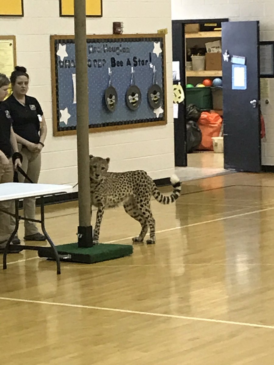 StephensElemKY's tweet photo. Red the Cheetah has over 2000 spots that are in a unique pattern like our fingerprints #catambassadorprogram #twuzz https://t.co/98wfMANrEw
