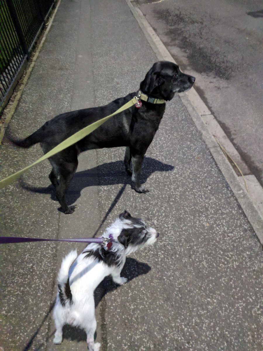 On All Fours - Dog Walking Service, Doncaster tweet media