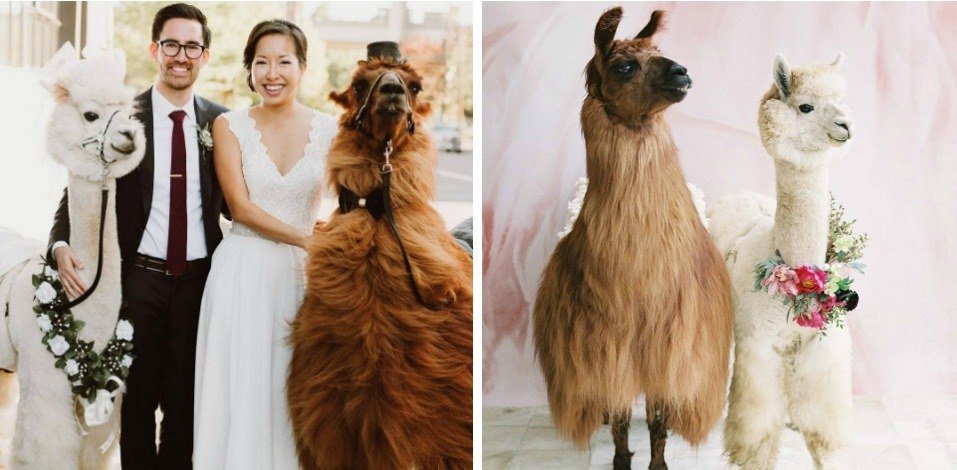 Brides Can Now Hire LLAMAS to Be at Their Wedding in Fancy Attire bit.ly/2octrC3